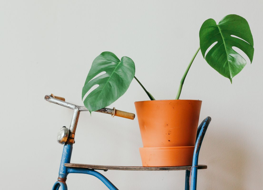 DOES VEGAN SKINCARE MEANS NO CHEMICALS? | Difference Between Cruelty-Free & Vegan Skincare!