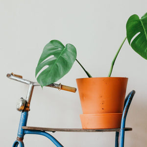 DOES VEGAN SKINCARE MEANS NO CHEMICALS? | Difference Between Cruelty-Free & Vegan Skincare!