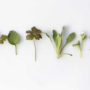 10 NATURAL HERBS & SPICES TO KEEP YOUR SKIN BALANCED